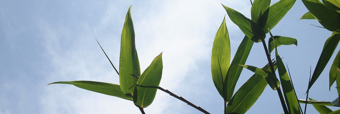 leafes in wind