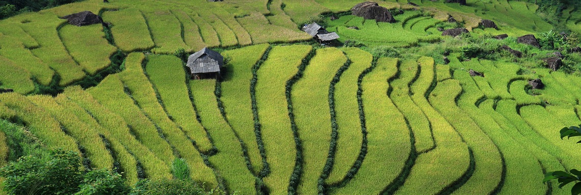 rice fields